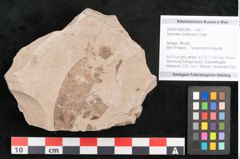 Foto (Objekt + Etikett) von Xylomites umbilicatus Unger (NHMW-GEO-2024-0188-6386)